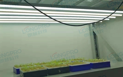 UV紫外線照射實驗：植物如何應對自然環(huán)境中的紫外線威脅？